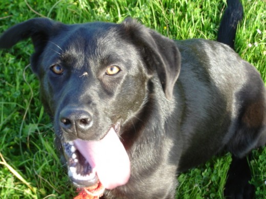 No es pura, pero os aseguro que es labradora. No es pura, pero os aseguro que es labradora.